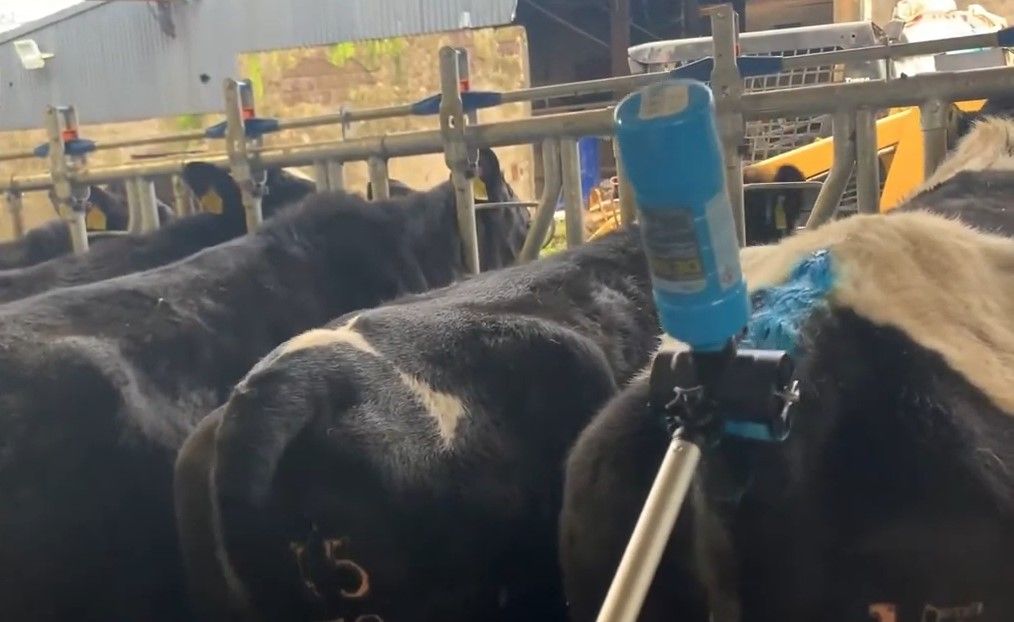 Breeding success: Progressive Genetics strikes supply deal with Tailpainter