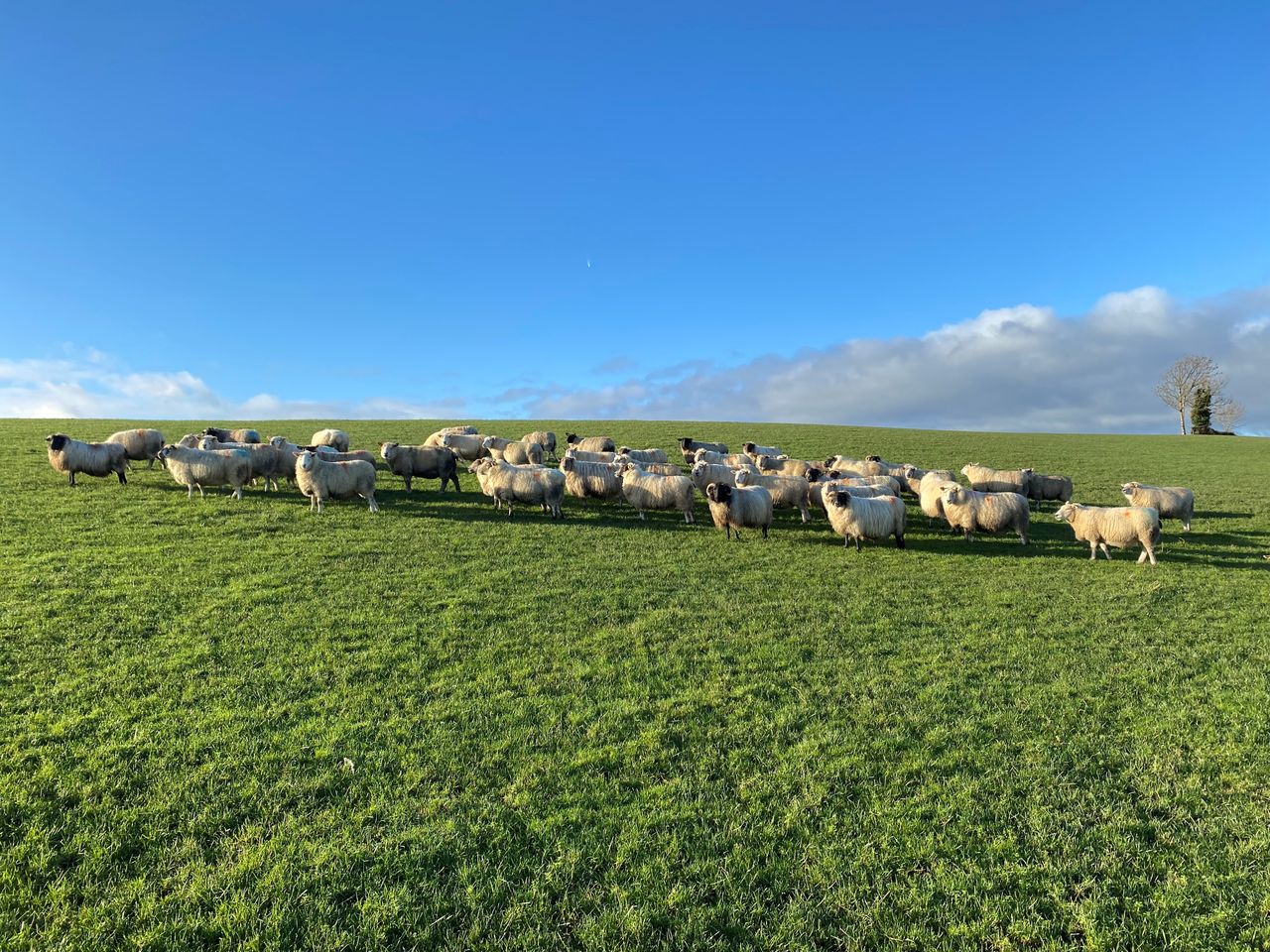 Sheep trade: How are factory quotes looking this week?