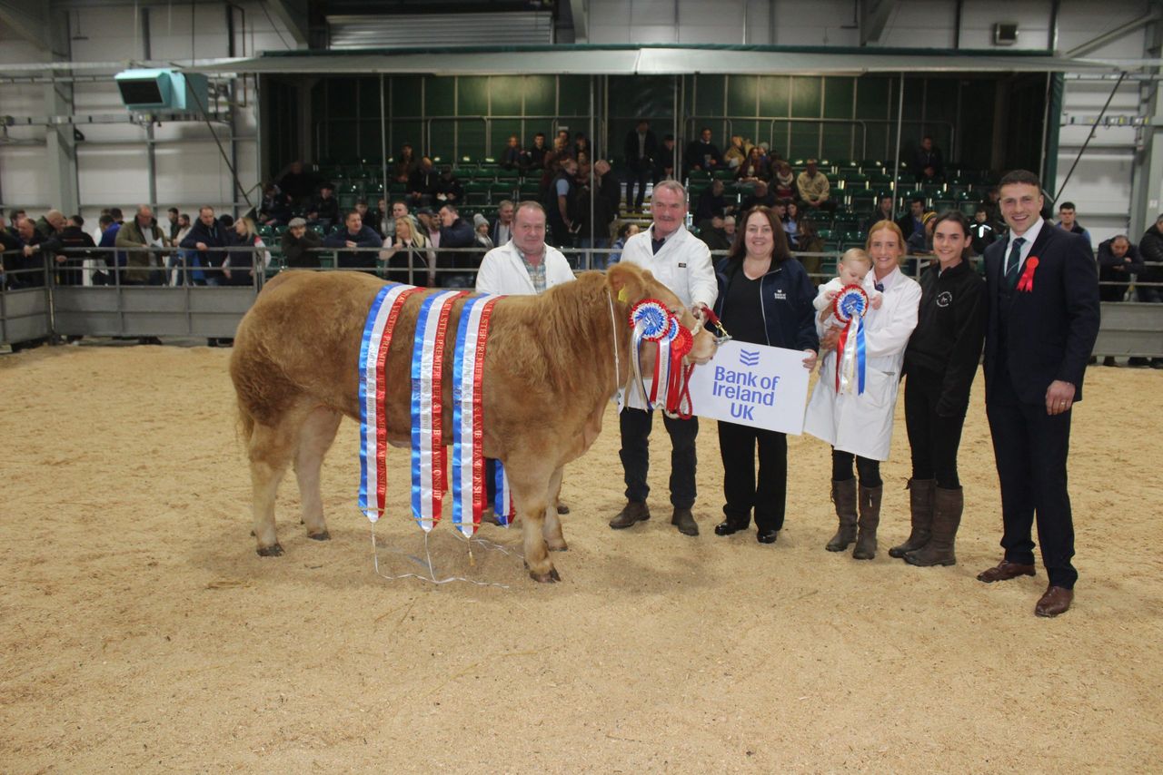 Outstanding Charolais heifer wins RUAS Commercial Beef Championship