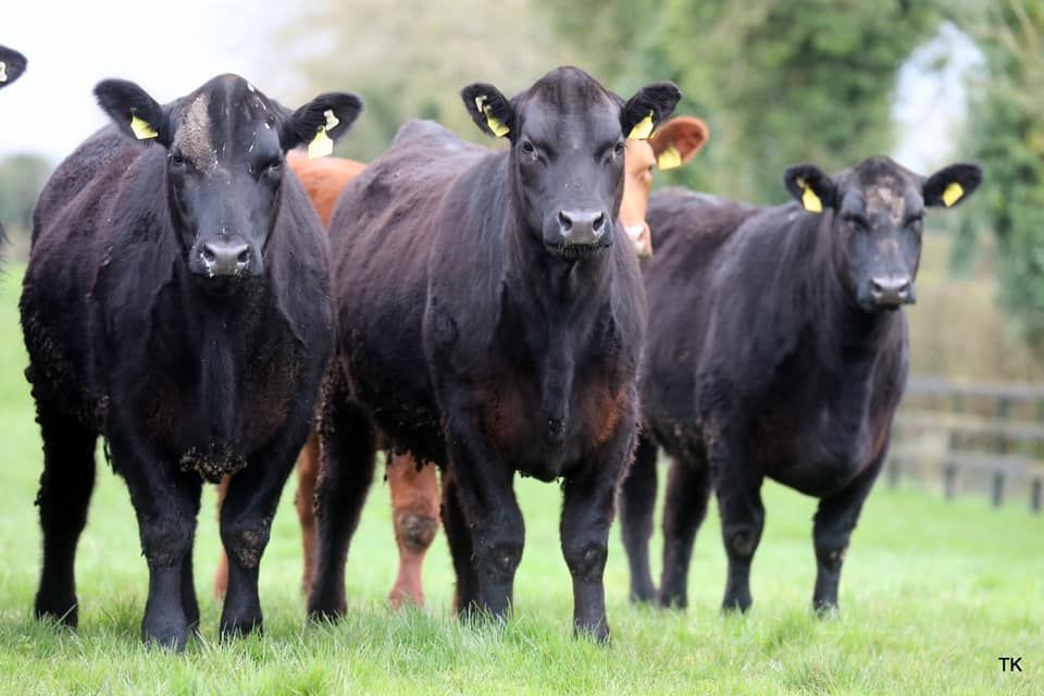 Beef Focus: Managing 180 pedigree cows at Gigginstown Angus