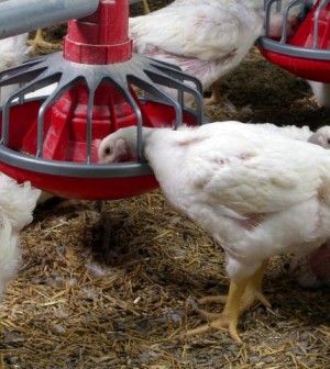 UK consumers buy more poultry than other meat