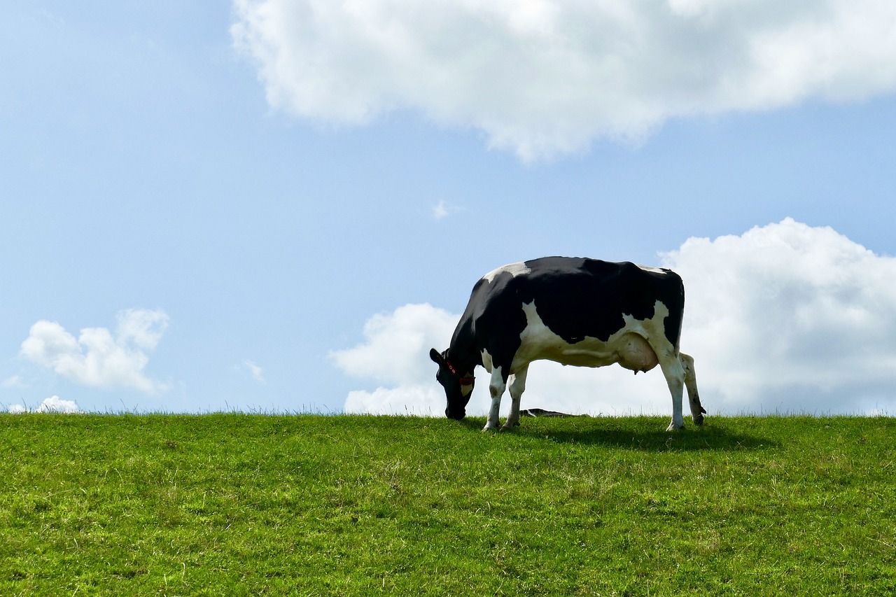 'Sustainable breeding' highlighted at open day