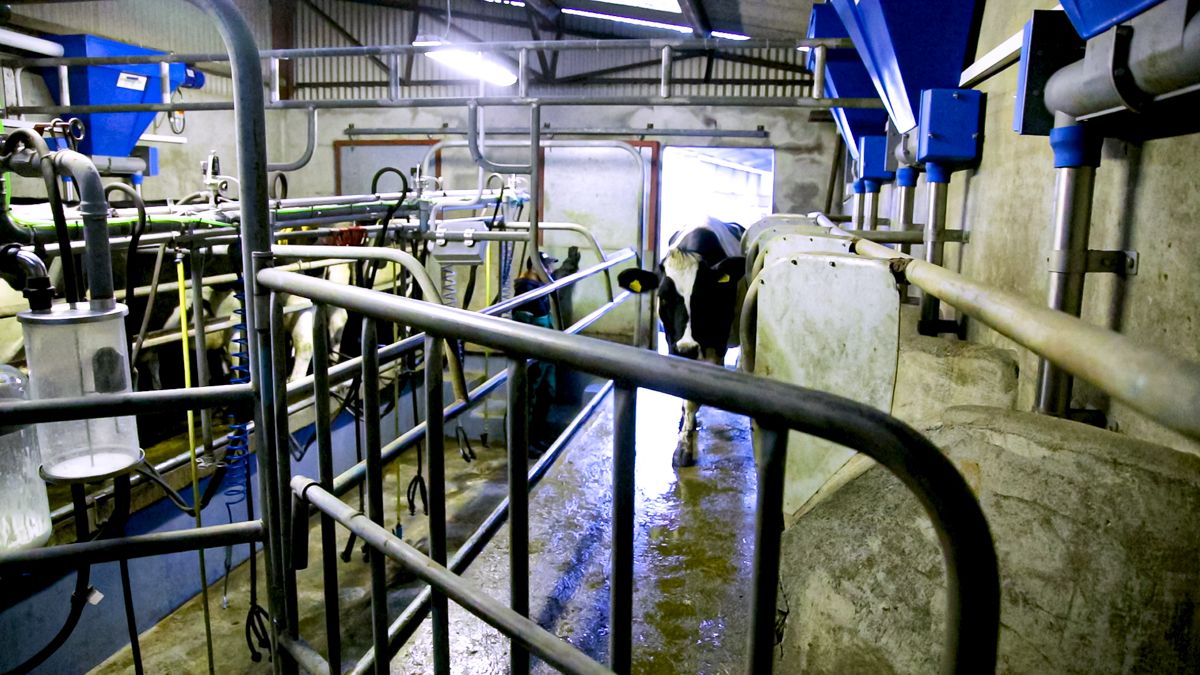 Milk Price Tracker: Which co-op topped the charts for December's milk supplies?
