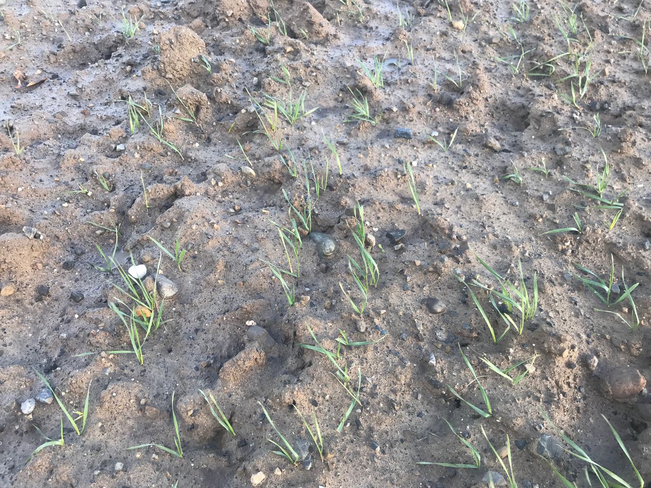 Replanting cereals...a last resort