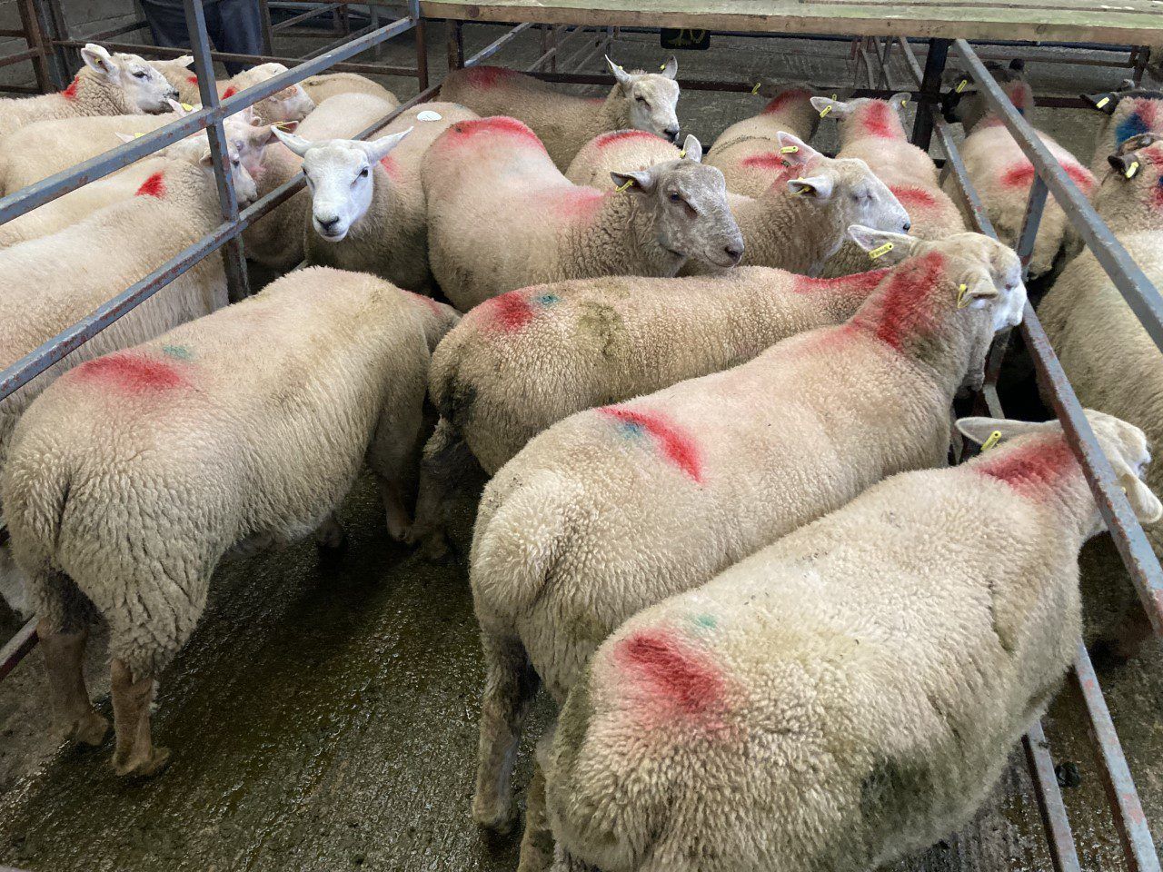 Sheep trade: Lamb prices edge back a further 10c/kg