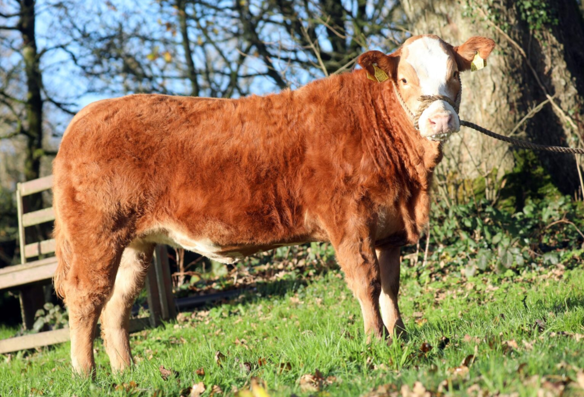 Hilda the heifer top prize in raffle to help family's 'courageous boys'