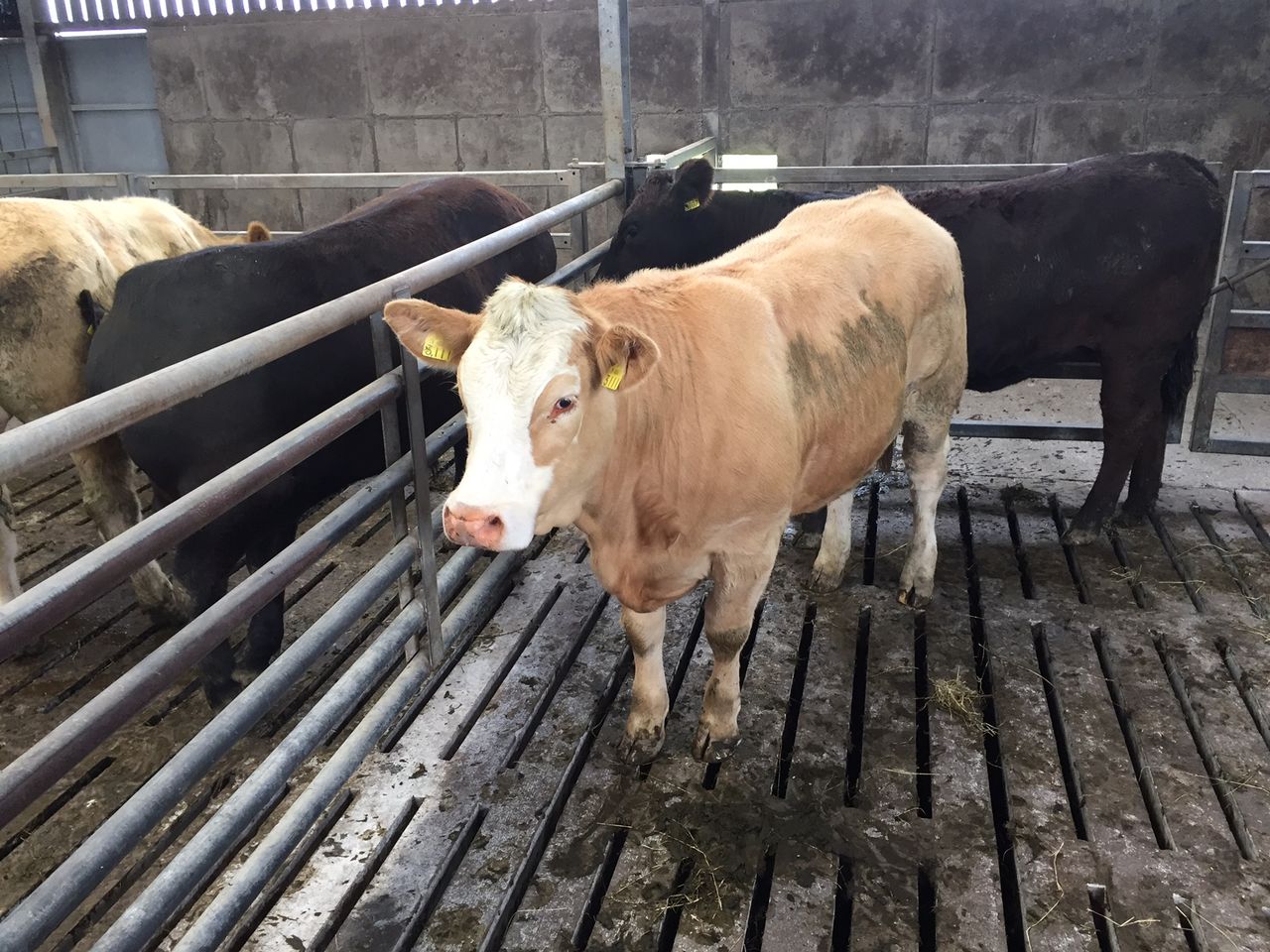 Cattle prices continue to drive forward – IFA
