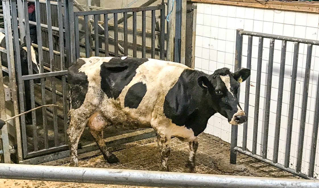 Dairy cows account for nearly 80% of factory cow kill in first half of year