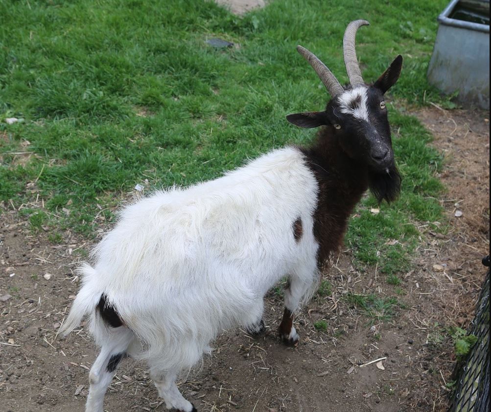 Sheep and goat census forms issued to 48,000 farmers