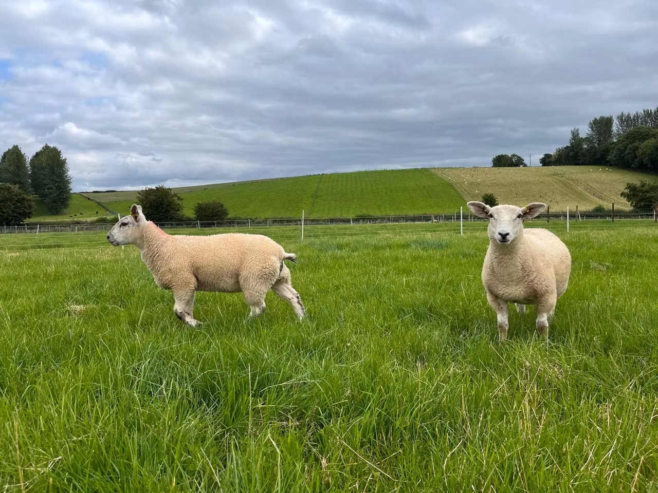 Research: Selective dosing could positively impact lamb liveweight gain