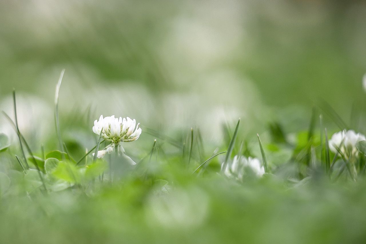 Nationwide farm walks to highlight the benefits of white clover start today