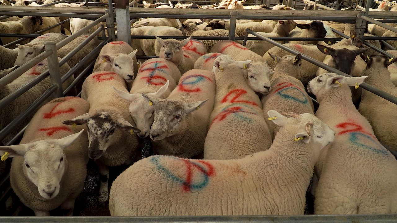 Sheep marts: Ewe trade showing signs of recovery