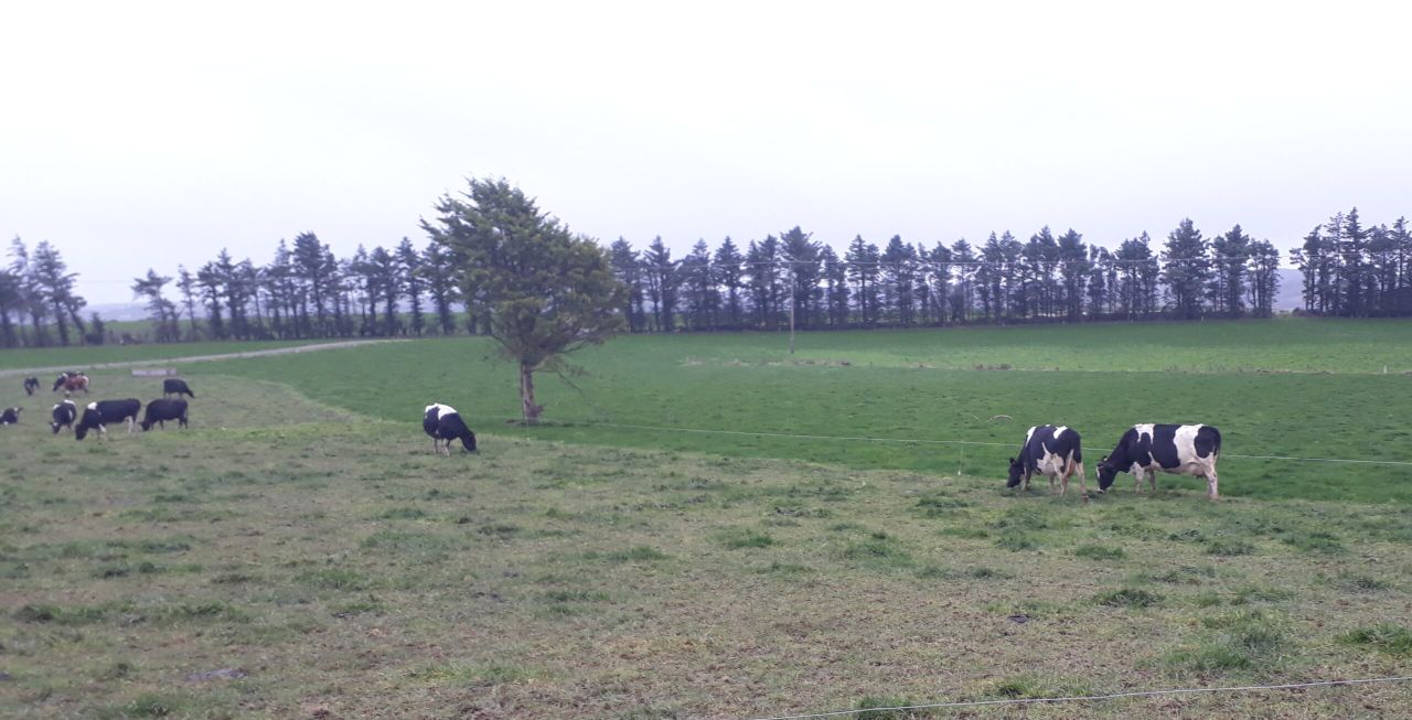 Dairy focus: 'The farm has accumulated €530,000 of cash'