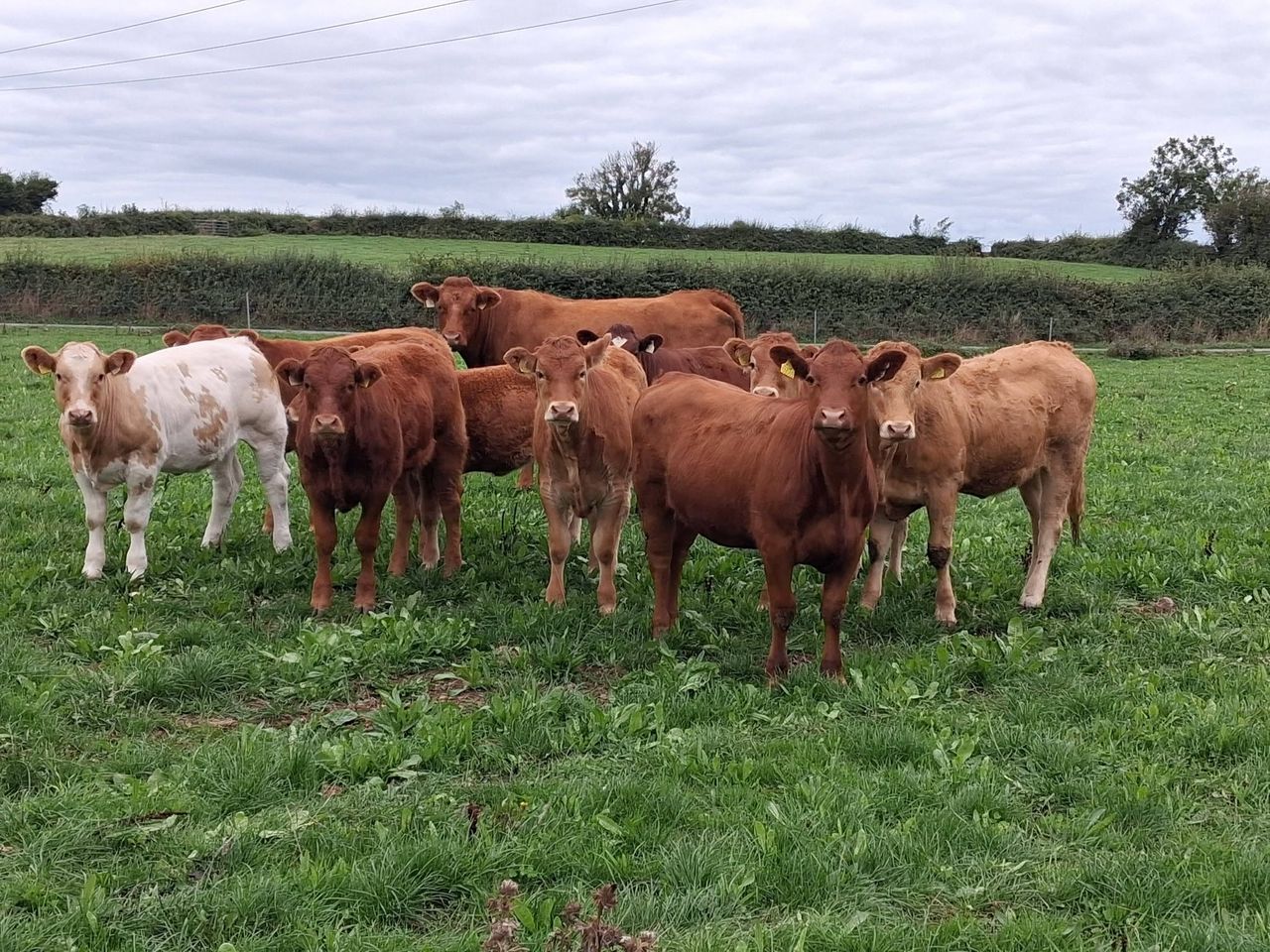 A selection of heifers that will be on sale at Gort Mart on October 1