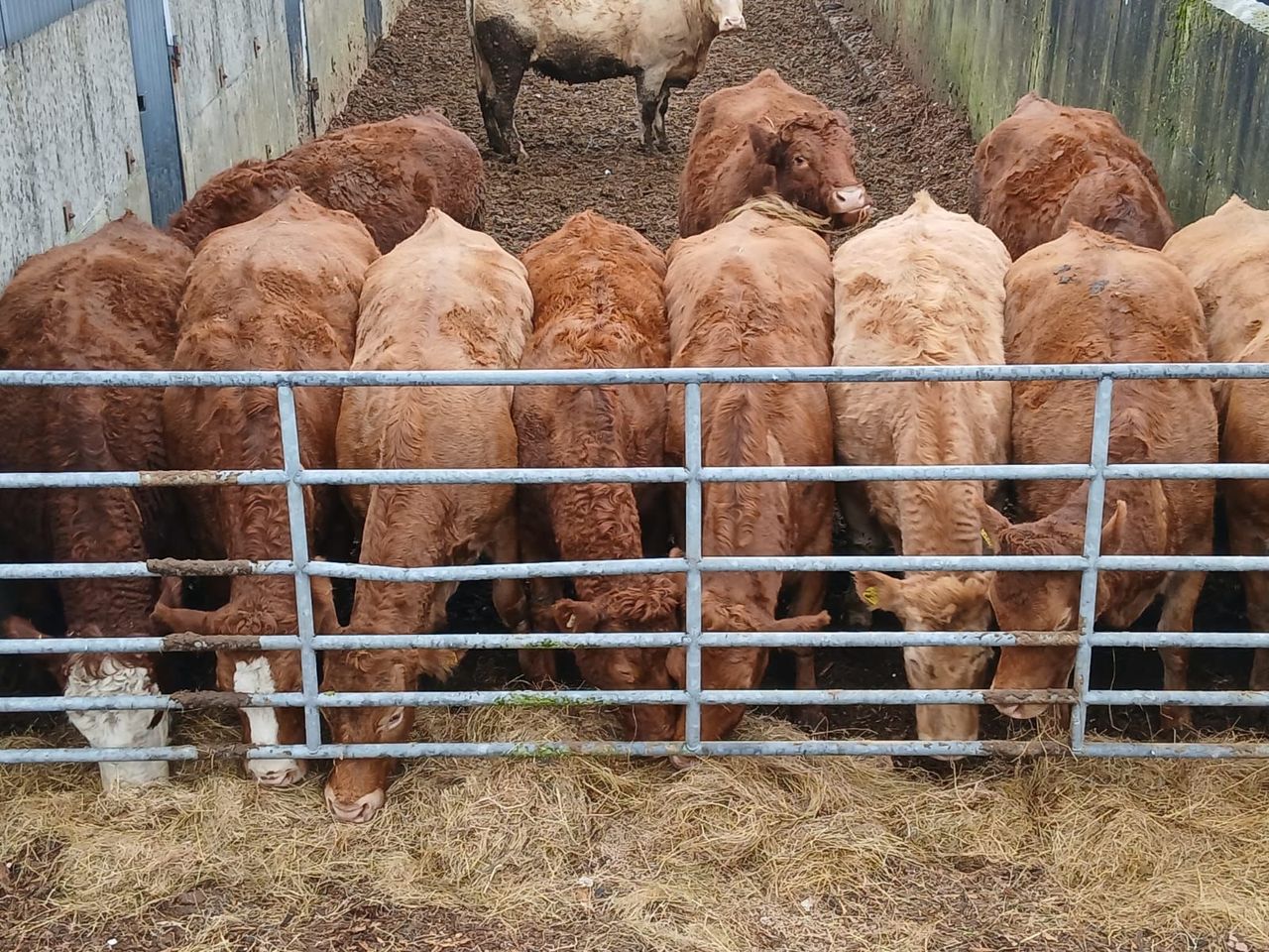 Suckler herd of deceased Clare agri-contractor to be dispersed