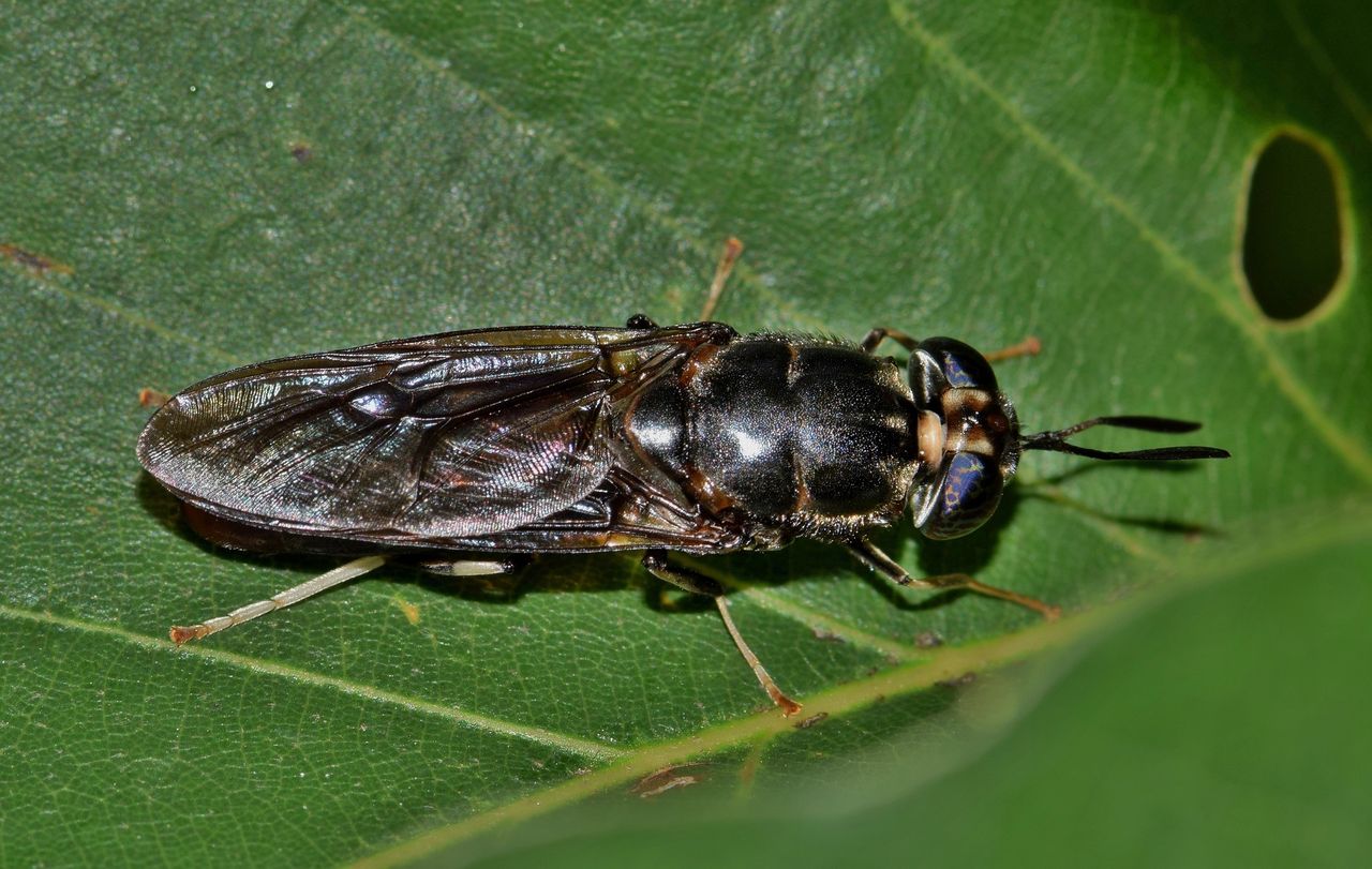 Using flies in food production: The answer for global demands?