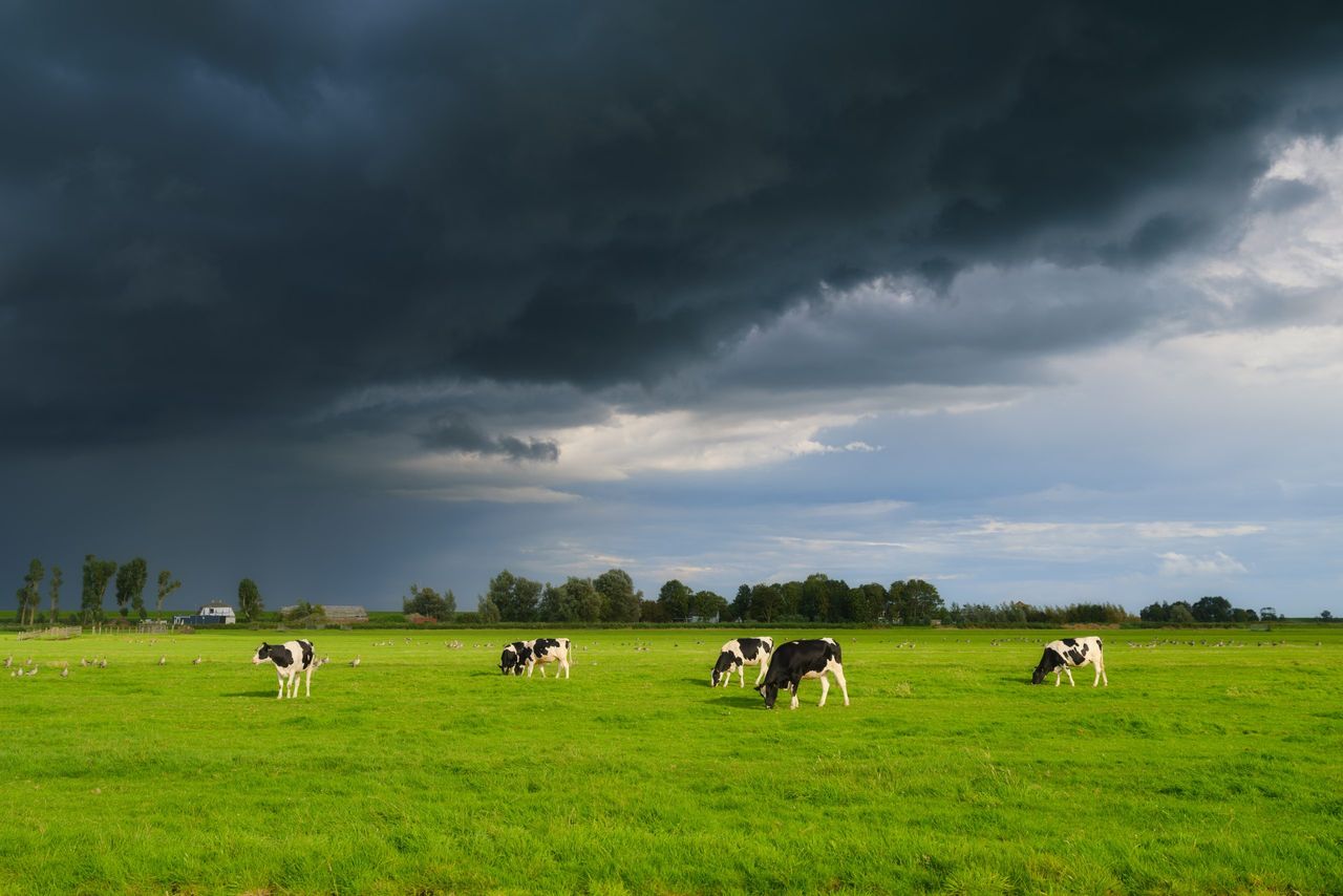 TB: Failed roadmaps, new action plan and farmers in despair - what's next?