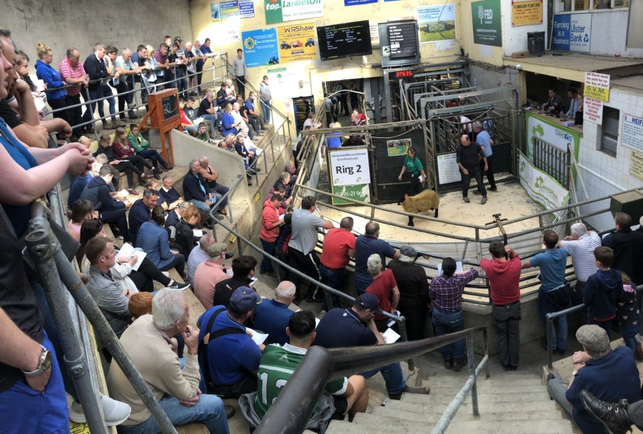 Sheep Ireland ram sale sees average price of €664