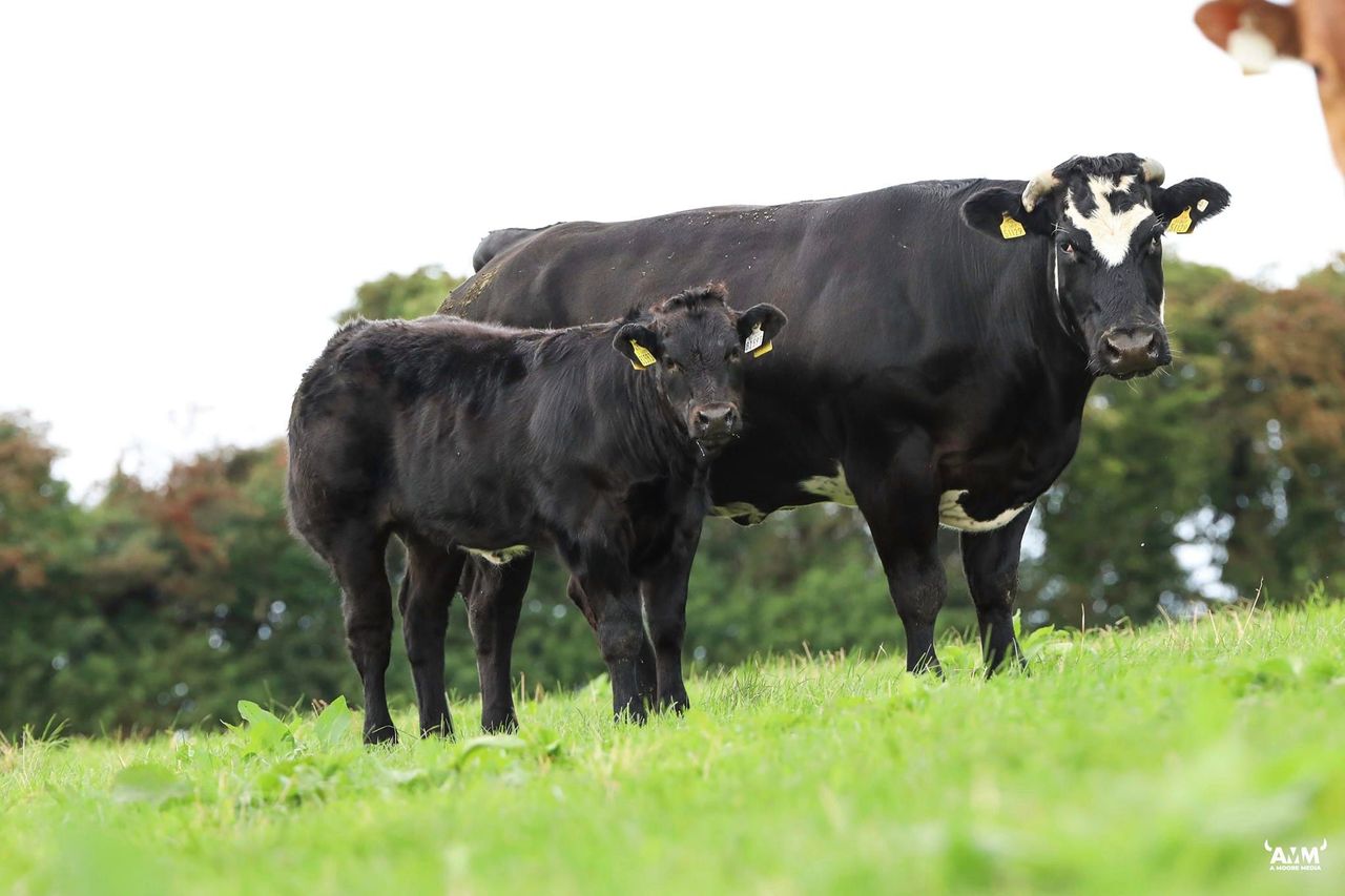 Dispersal sale of 'top' suckler herd set for Carnew tomorrow