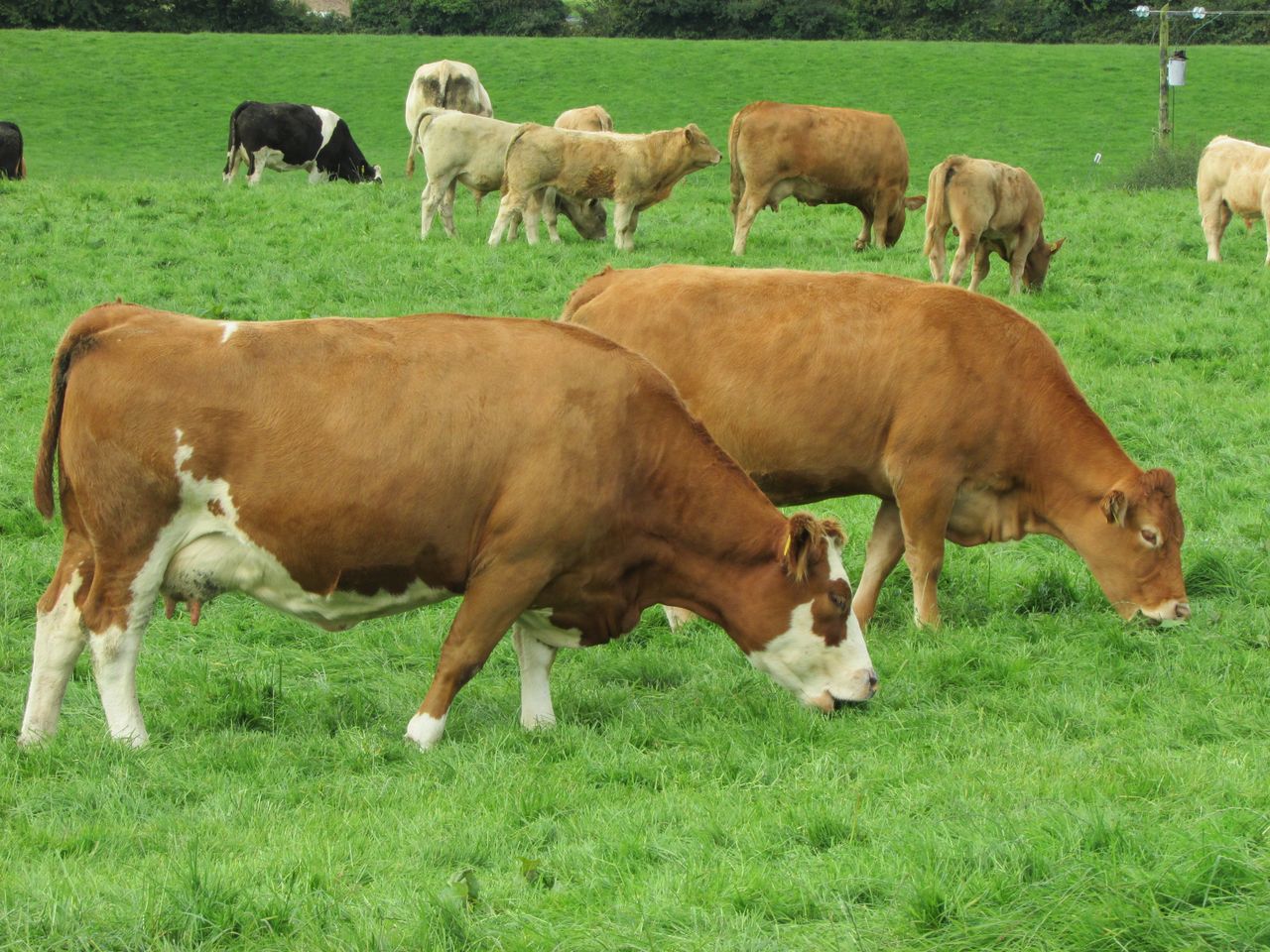 Exploiting the full potential of Irish grass-fed beef