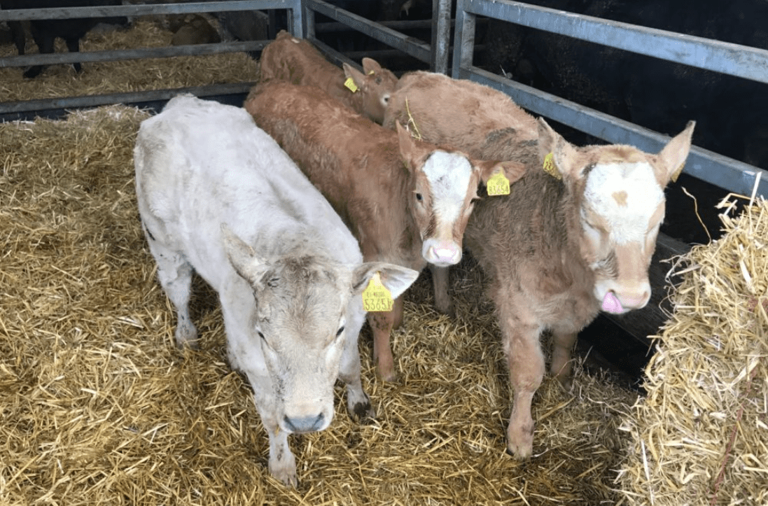 How many suckler and dairy calves were registered in 2018?