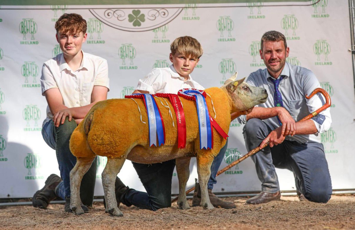 Ballinakill Beltex breeders average €1,360 for 11 sheep at Tullamore premier