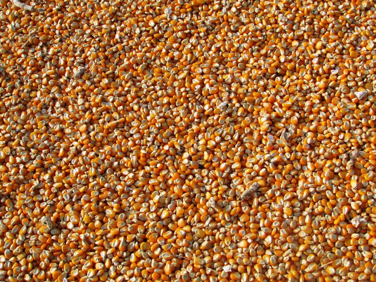 An Bord Pleanála refuses permission for grain facility in Cork