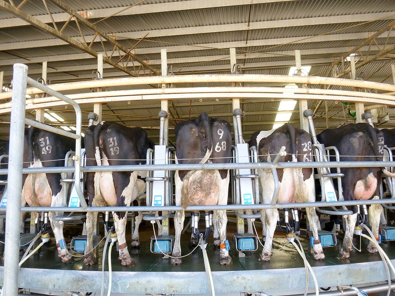 Oz dairy farmers call for 30c/L milk price increase amid Iran conflict