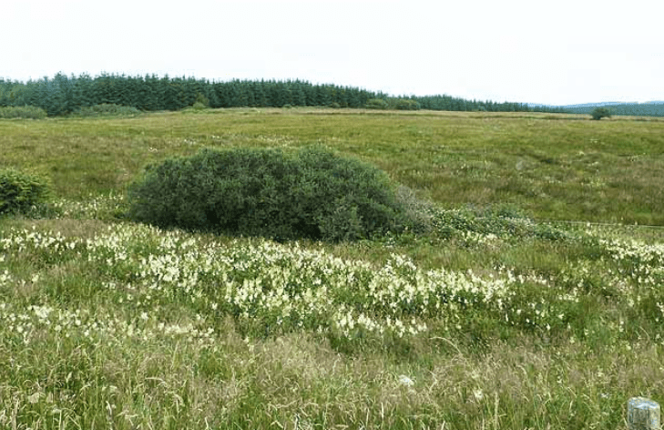 Further GLAS grazing extension for traditional hay meadows ruled out