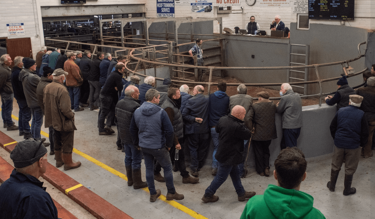 Kerry-based livestock mart to hire new manager