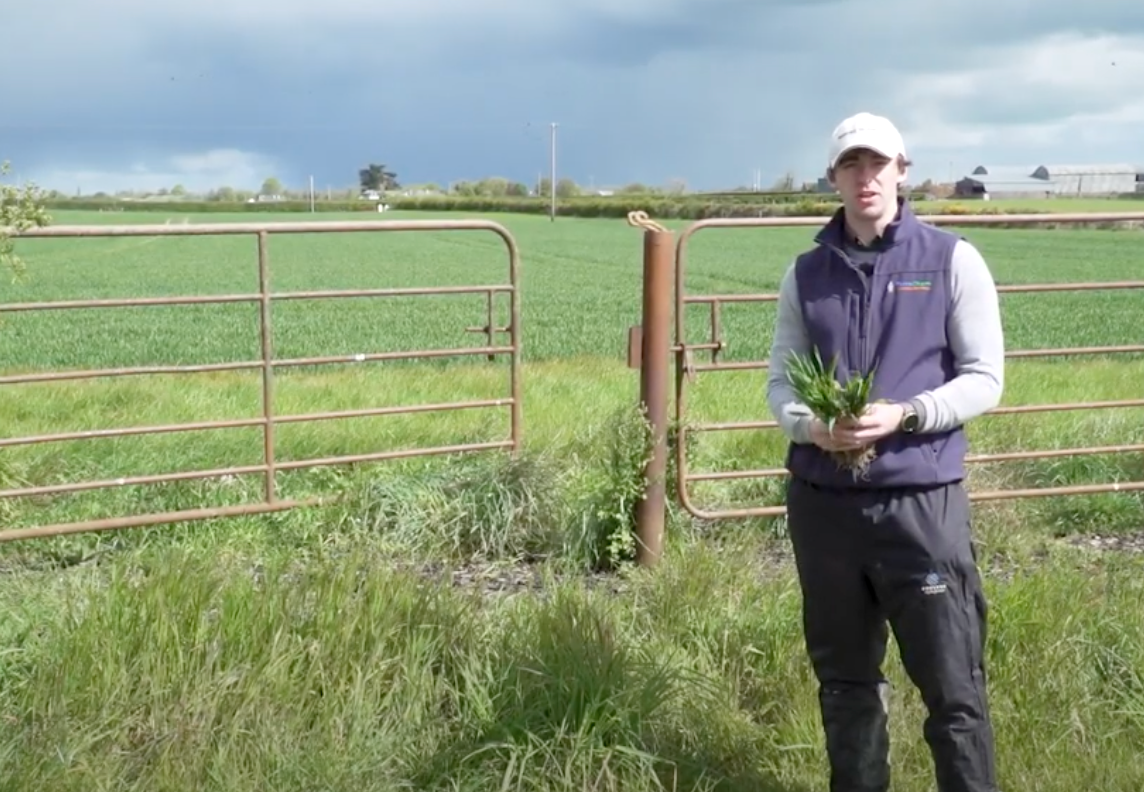 CROPS WATCH: Dr. Robert Beattie gives his Winter Wheat disease control update.