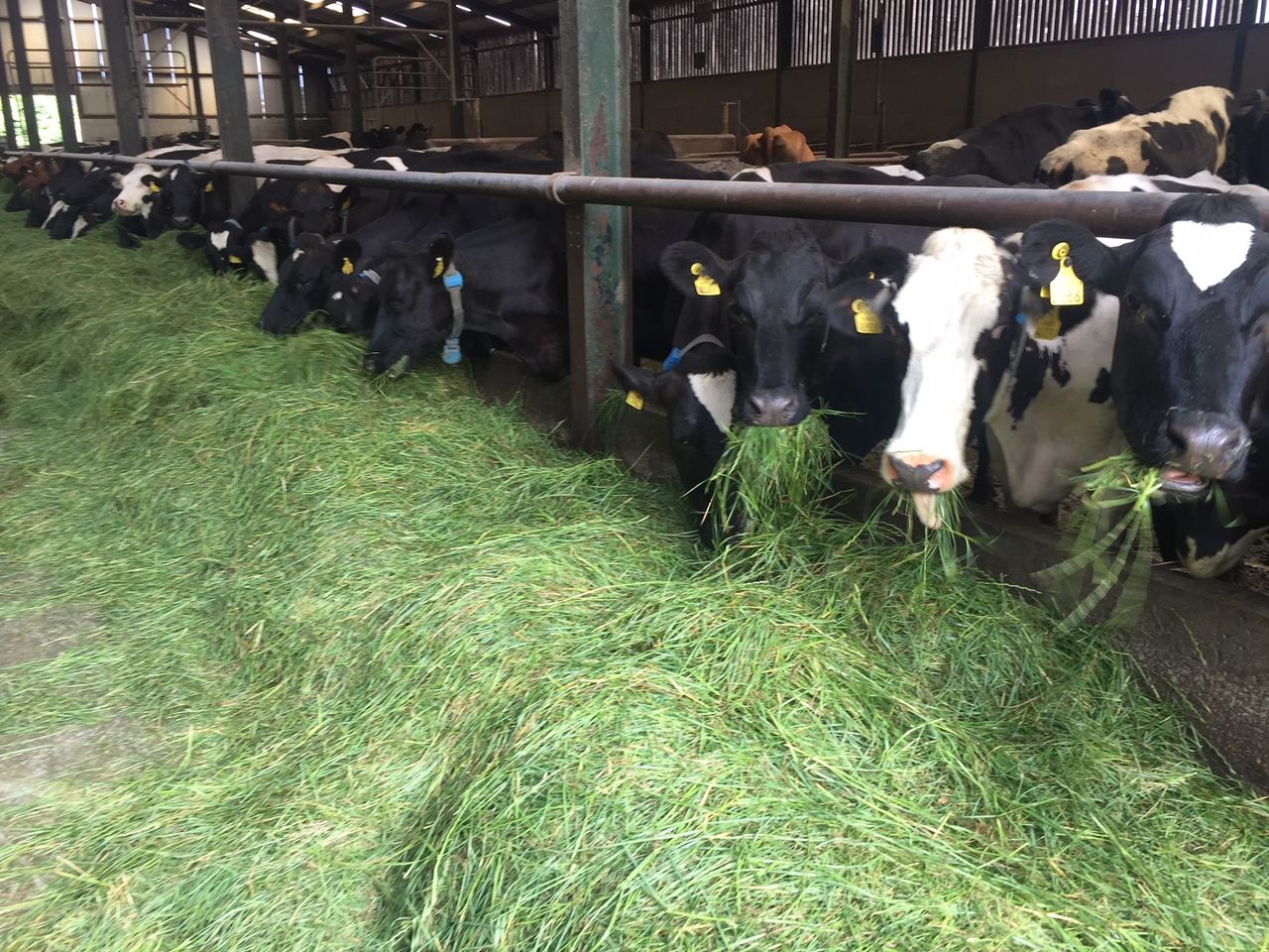 Fodder shortage: Teagasc receiving phone calls 'morning, noon and night'