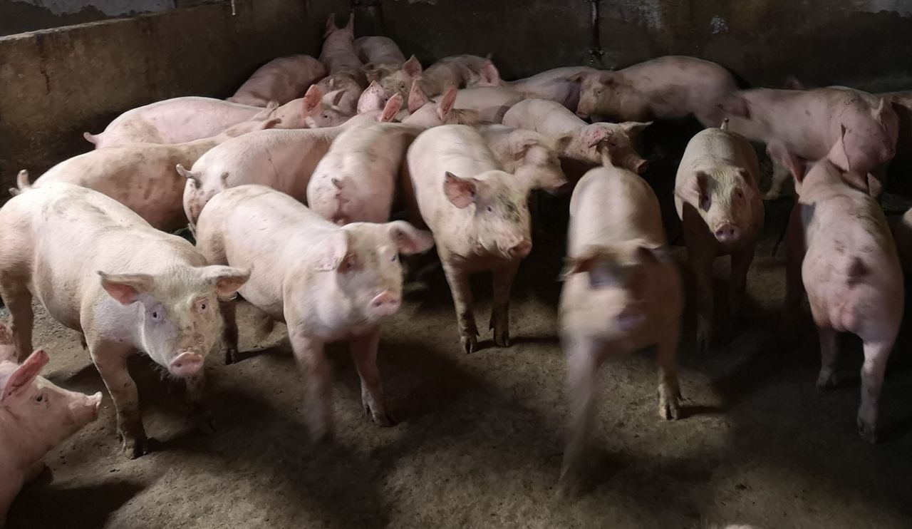 NI sees largest pig population in 10 years