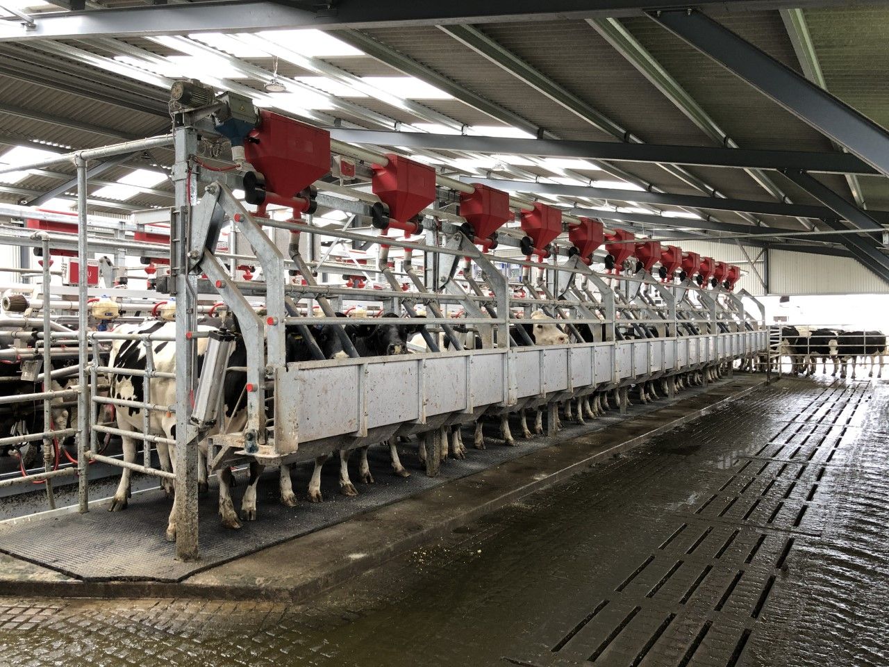 Buildings Focus: 24-unit rapid-exit parlour in action in Co. Wicklow