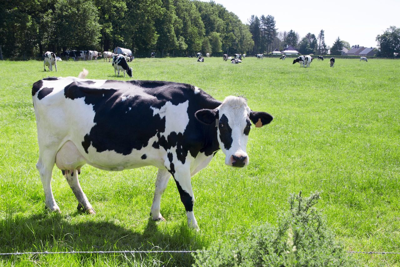 Watch: Milk pregnancy testing a 'no brainer' for Kerry farmer