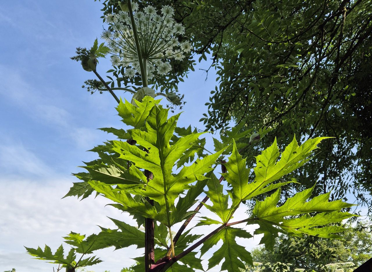 Giant hogweed control programme resumes in Tipperary
