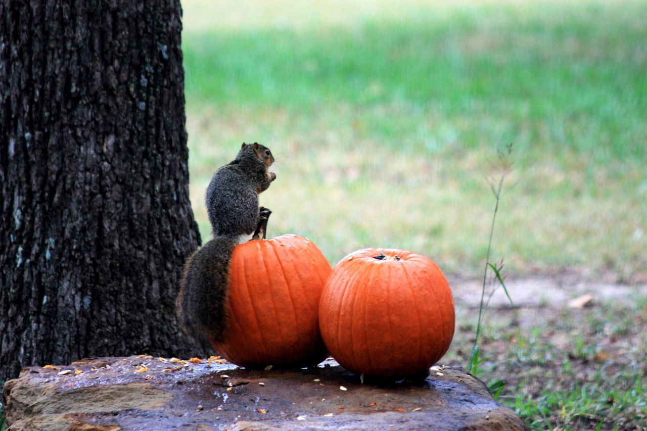 Over 100,000 pumpkins to be sold in SuperValu outlets this Halloween