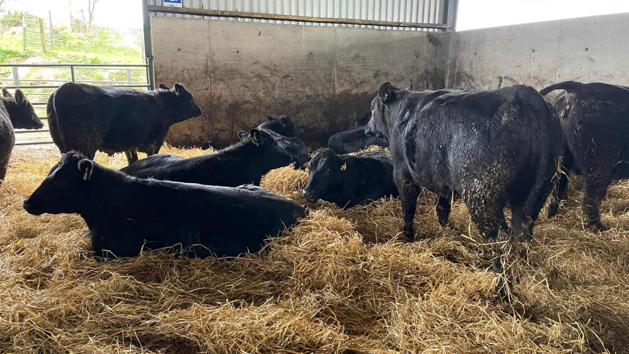 ABP Benchmark Report: How did your herd perform in 2024?