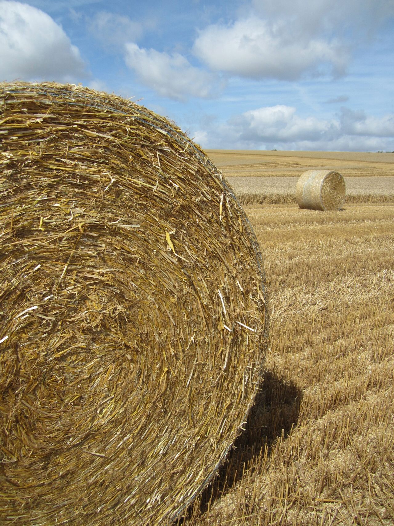 Dairy farmers increasingly buying up prime arable land