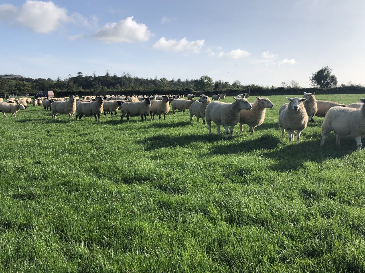 Clearance sale of 200 'genuine' ewes this Thursday, as farm makes way for dairy