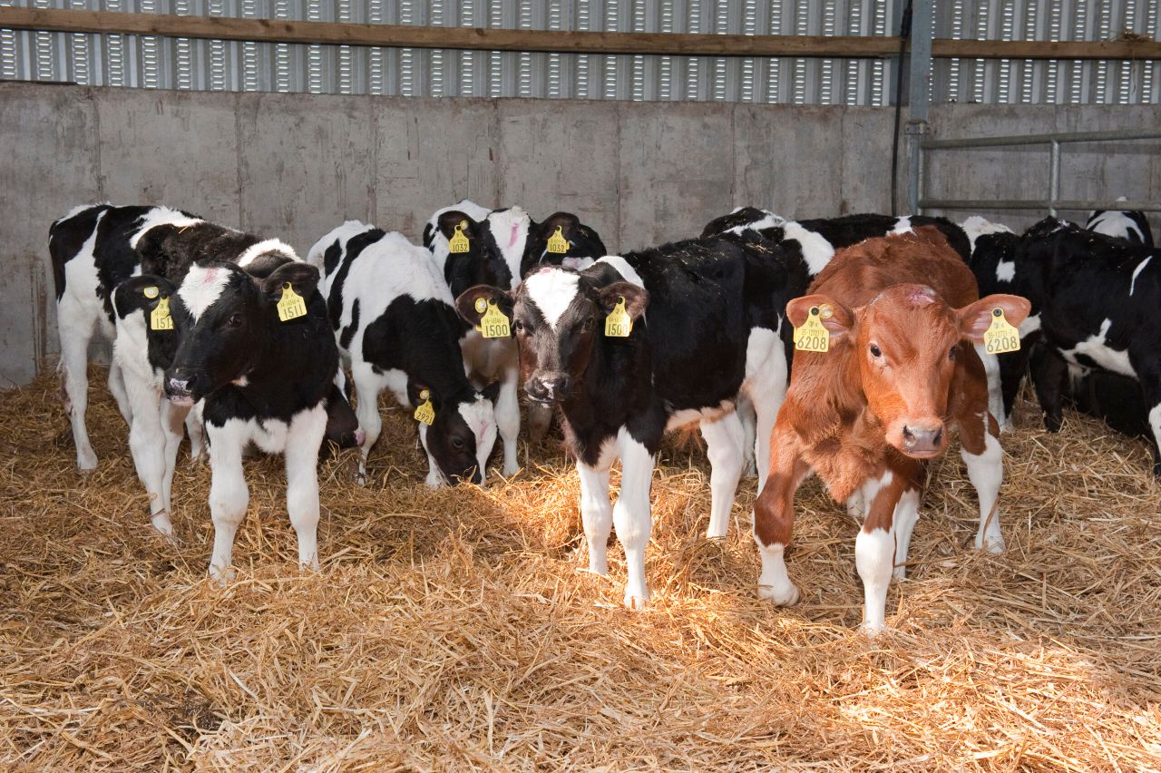 Veal market conundrum: 'We have a lot of calves that nobody wants'