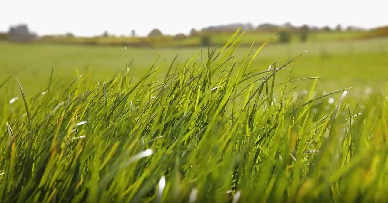 Virtual Farm Walk: Making quality silage will benefit farm profitability