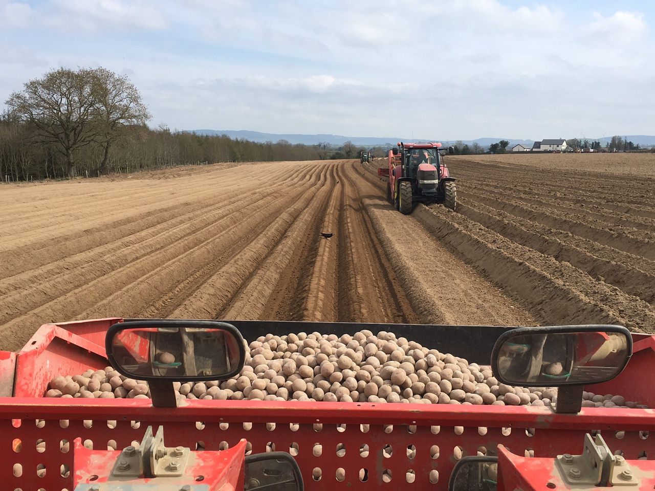 National Potato Day: Consumers urged to support potato growers