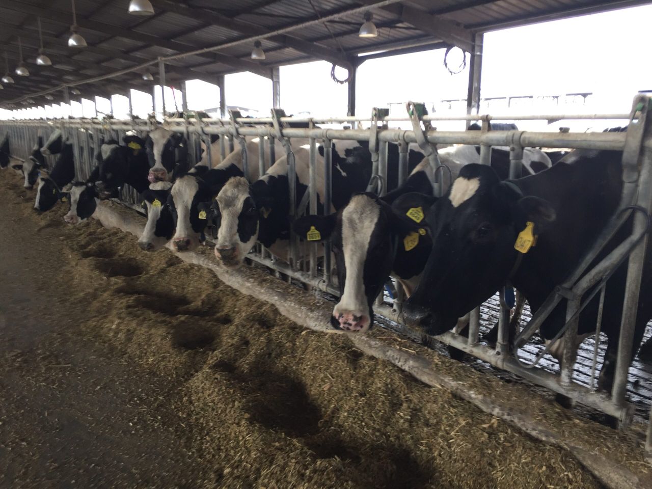 Could Ireland potentially tap into Morocco's €40m heifer import market?