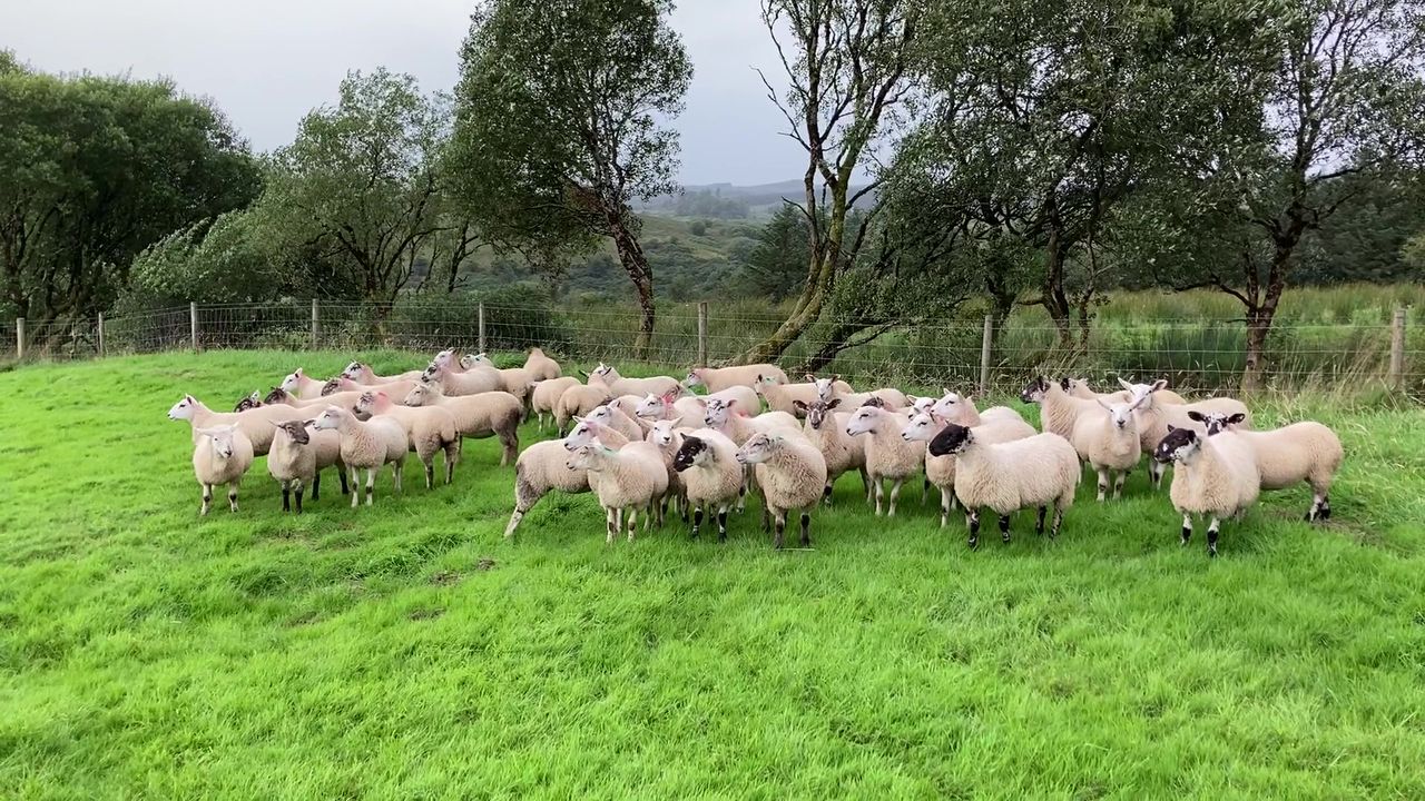 'Don’t let worms hinder the fertility of ewe lambs ahead of breeding'