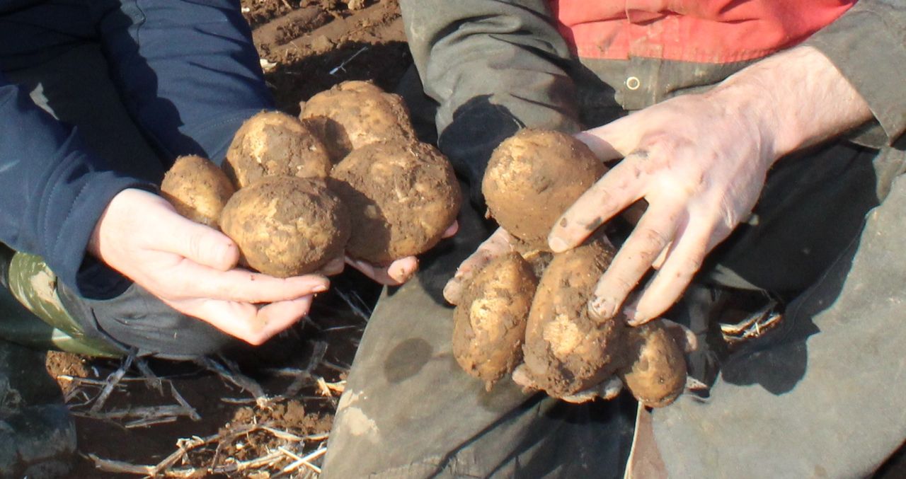 Project to fast-track impact of potato breeding programmes