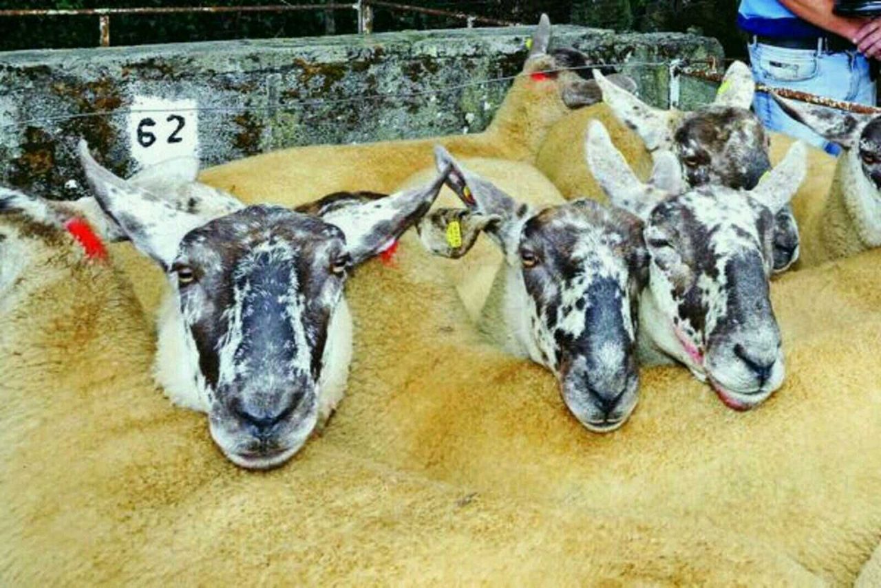 Borris Ewe Breeders' show and sale: 'One of the best sales we've seen in over 10 years'