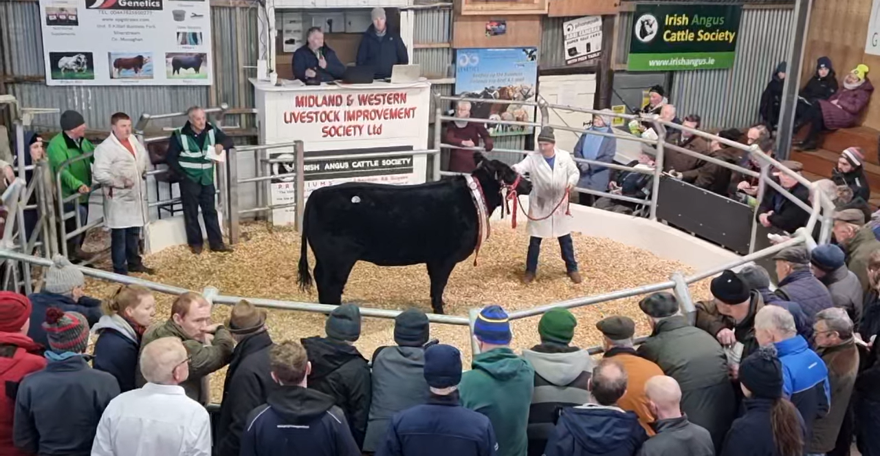 Roscommon heifer takes top price of €10,000 at Angus sale in Carrick