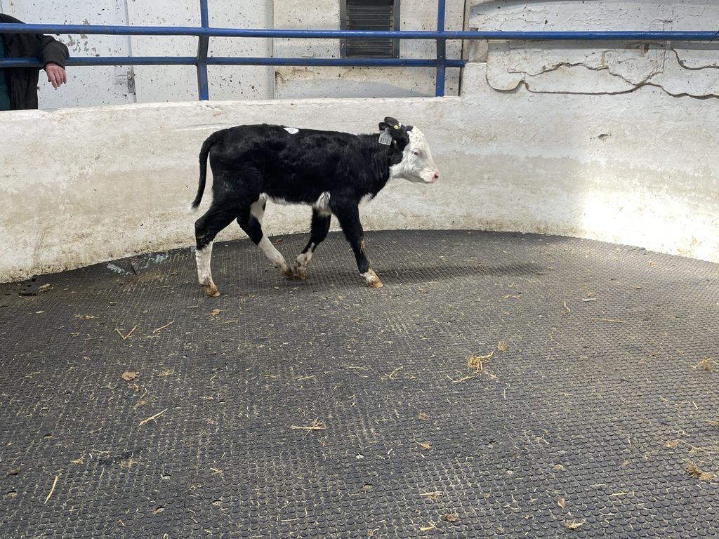 This 66kg Hereford bull calf sold for €385