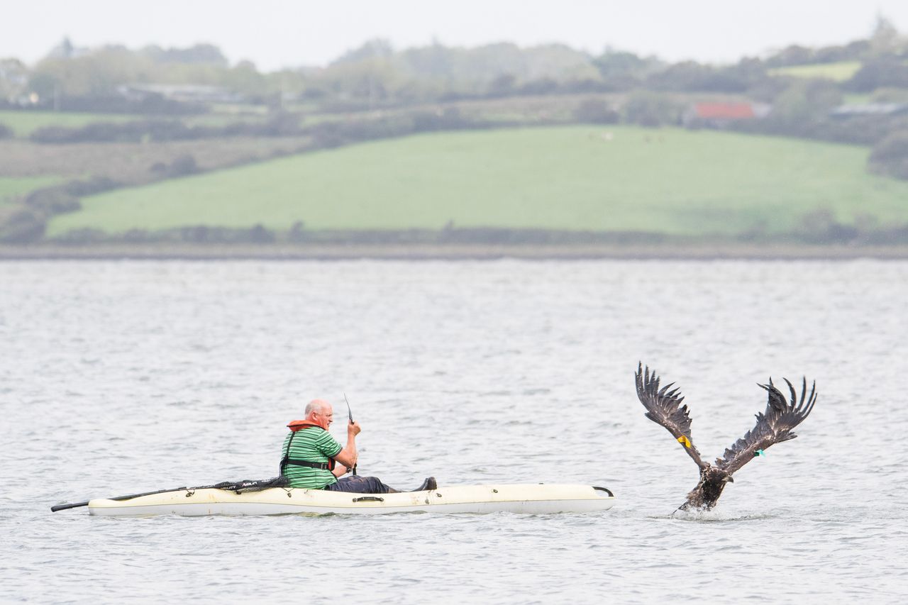 Norwegian eagles released in Munster
